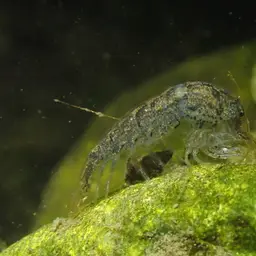 Blueberry Shrimp, photo 8