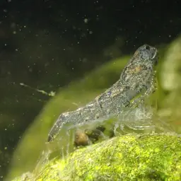Blueberry Shrimp, photo 9