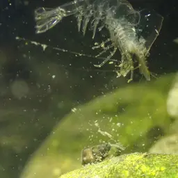 Blueberry Shrimp, photo 10