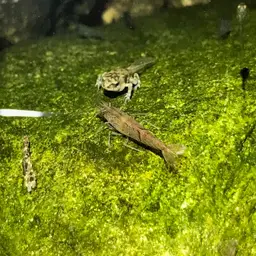 Blueberry Shrimp, photo 11