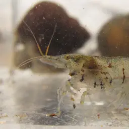 Blueberry Shrimp, photo 12