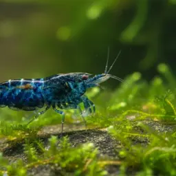 Blueberry Shrimp