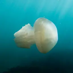 Blue Blubber Jellyfish, photo 1