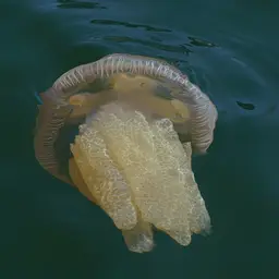 Blue Blubber Jellyfish, photo 2