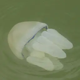 Blue Blubber Jellyfish, photo 3