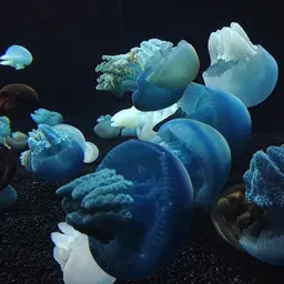 Blue Blubber Jellyfish, photo 5