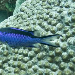 Blue Chromis