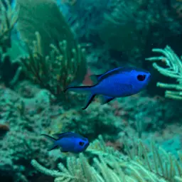 Blue Chromis, photo 2
