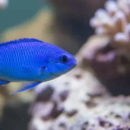 Blue Chromis, photo 3