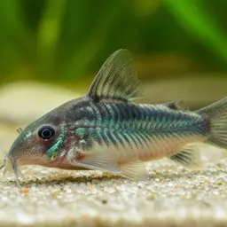 Blue Cory, photo 4