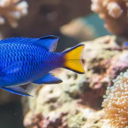 Blue Devil, photo 12