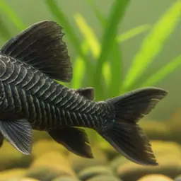 Blue-eye Plec