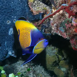 Blue Girdled Angel