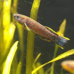 Blue Lyretail Killifish, photo 2