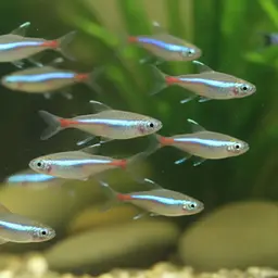 Blue Ribbon Tetra, photo 3