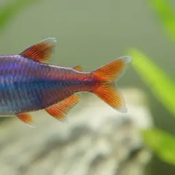 Blueberry Tetra