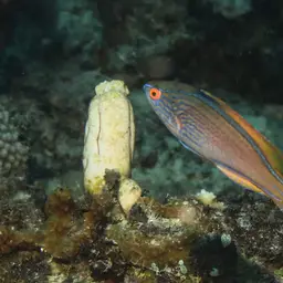 Bluelined Wrasse