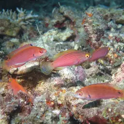 Bluelined Wrasse, photo 2