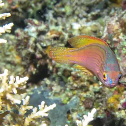 Bluelined Wrasse, photo 3