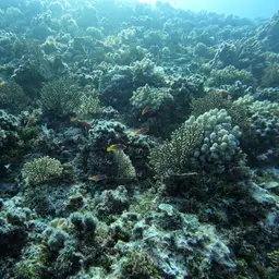 Bluelined Wrasse, photo 4