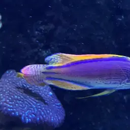 Bluelined Wrasse, photo 5