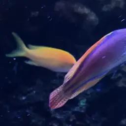 Bluelined Wrasse, photo 6