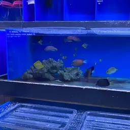 Bluelined Wrasse, photo 7
