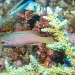 Bluelined Wrasse, photo 8