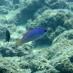 Bluelined Wrasse, photo 9