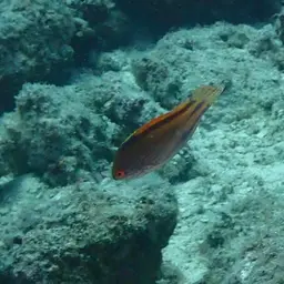 Bluelined Wrasse, photo 10
