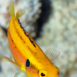Candy Hogfish
