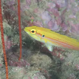 Candy Hogfish, photo 2