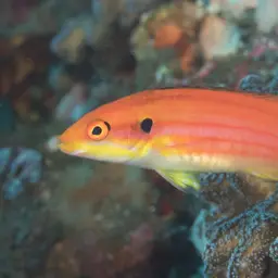 Candy Hogfish, photo 3
