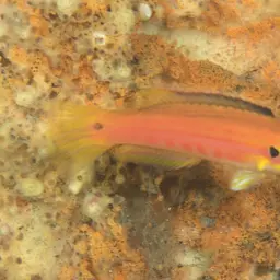 Candy Hogfish, photo 4