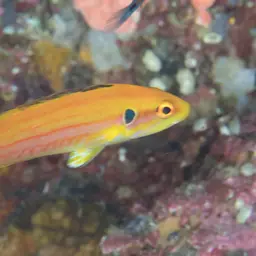 Candy Hogfish, photo 5