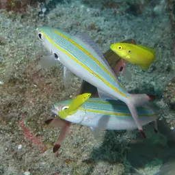 Candy Hogfish, photo 6