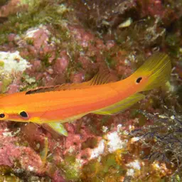 Candy Hogfish, photo 7