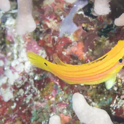 Candy Hogfish, photo 8