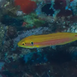Candy Hogfish, photo 9