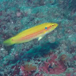 Candy Hogfish, photo 10