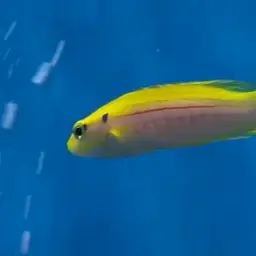Candy Hogfish, photo 11