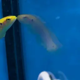 Candy Hogfish, photo 12