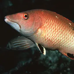 Fourspot Hogfish