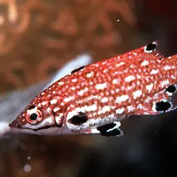 Fourspot Hogfish, photo 2