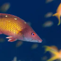 Fourspot Hogfish, photo 3