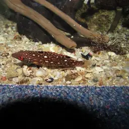 Fourspot Hogfish, photo 5
