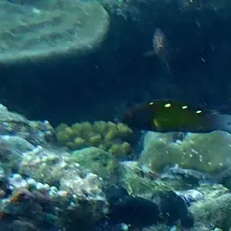 Fourspot Hogfish, photo 7
