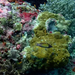 Fourspot Hogfish, photo 8