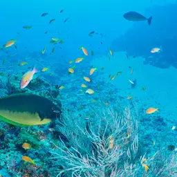 Fourspot Hogfish, photo 9