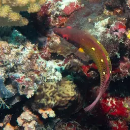Fourspot Hogfish, photo 10